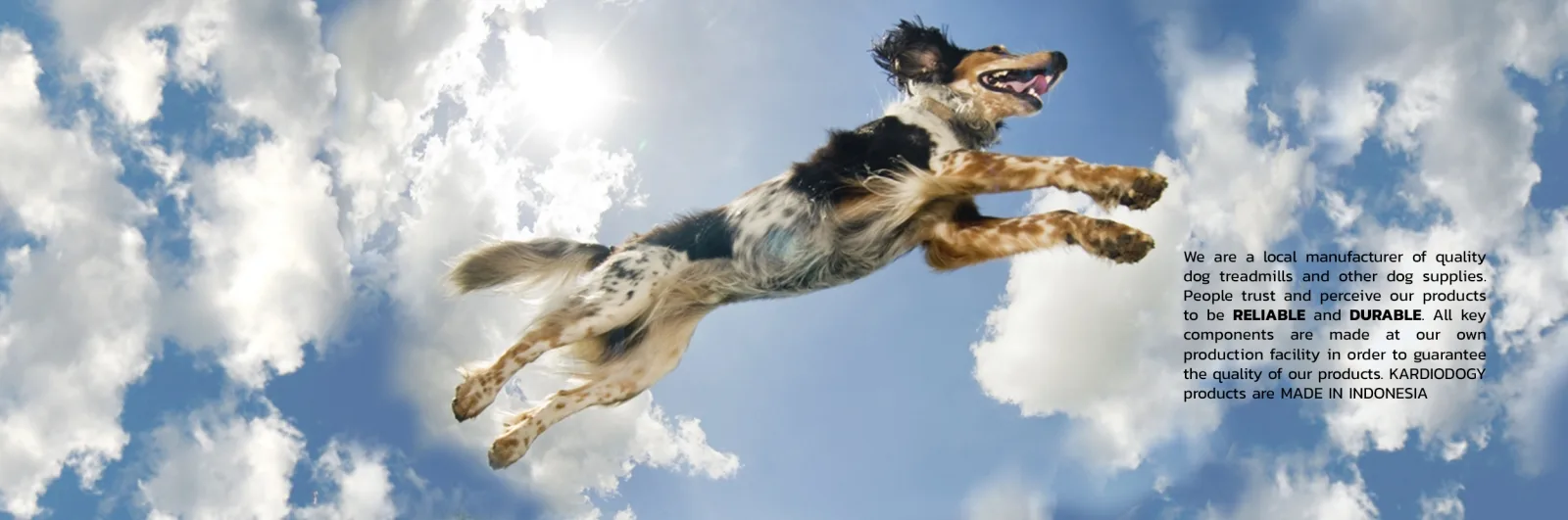 Kardiodogy, produsen treadmill anjing berkualitas buatan Indonesia